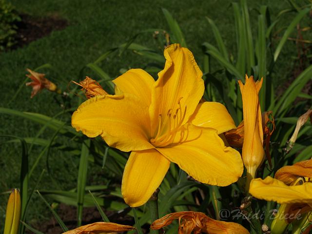 Hemerocallis Ulla Wilsch.JPG